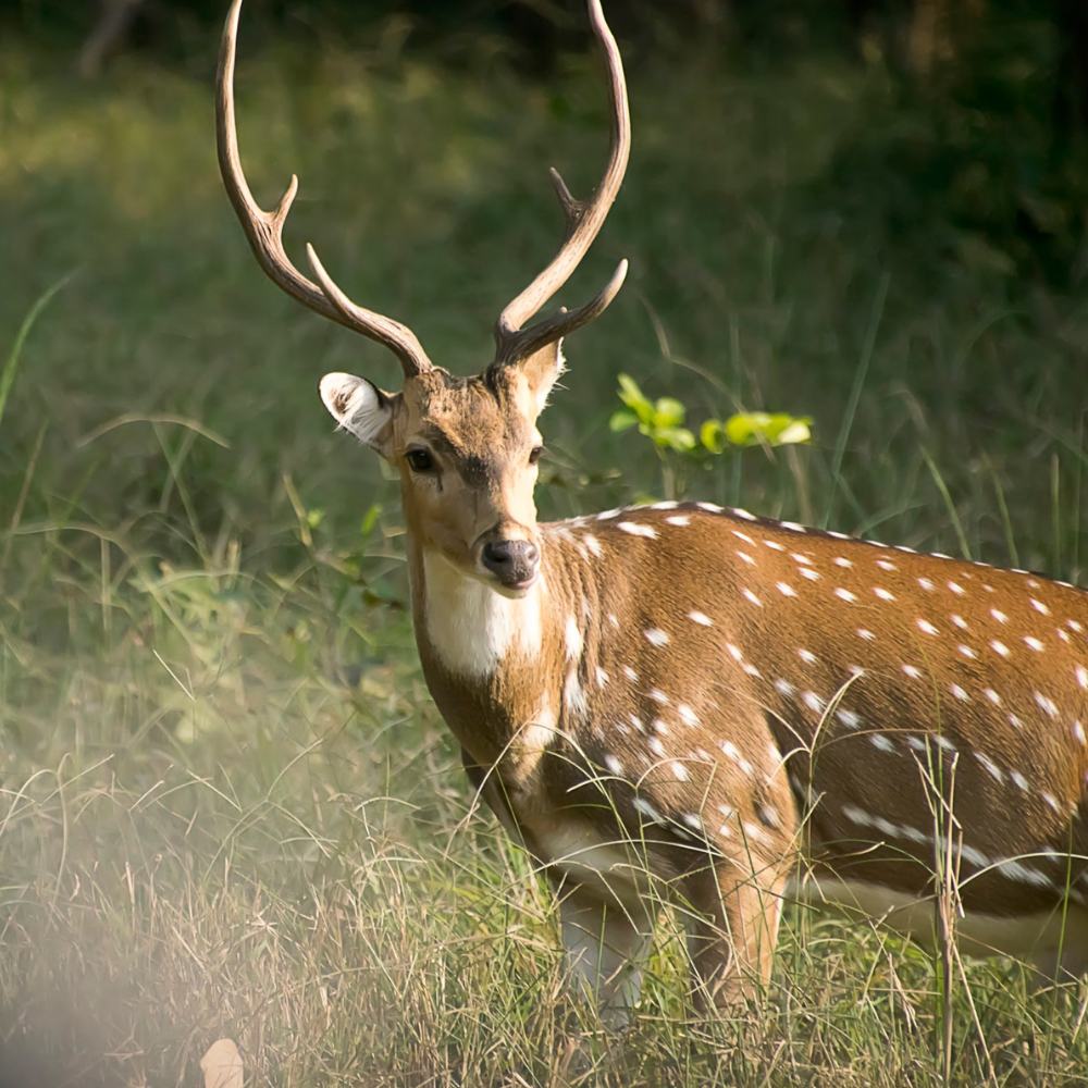 Kanha National Park, Madhya Pradesh