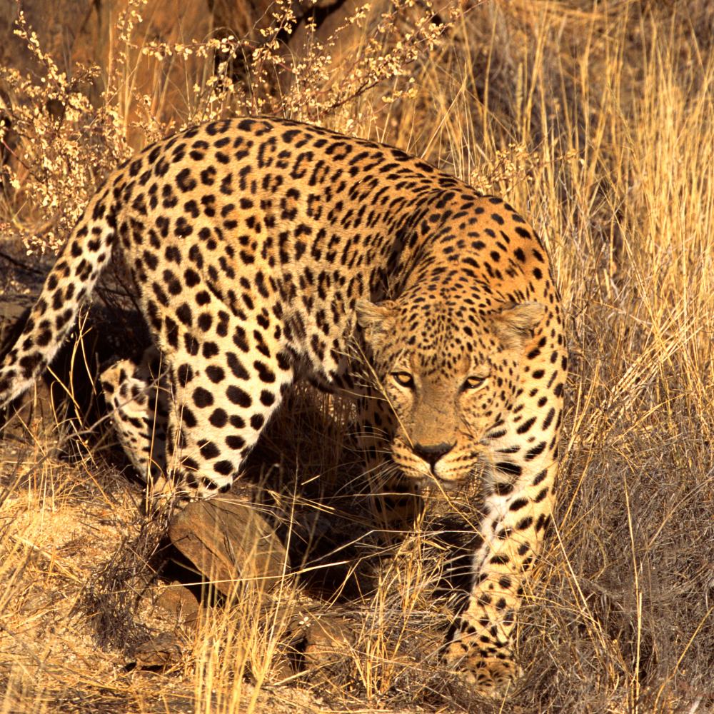 Bandhavgarh National Park, Madhya Pradesh