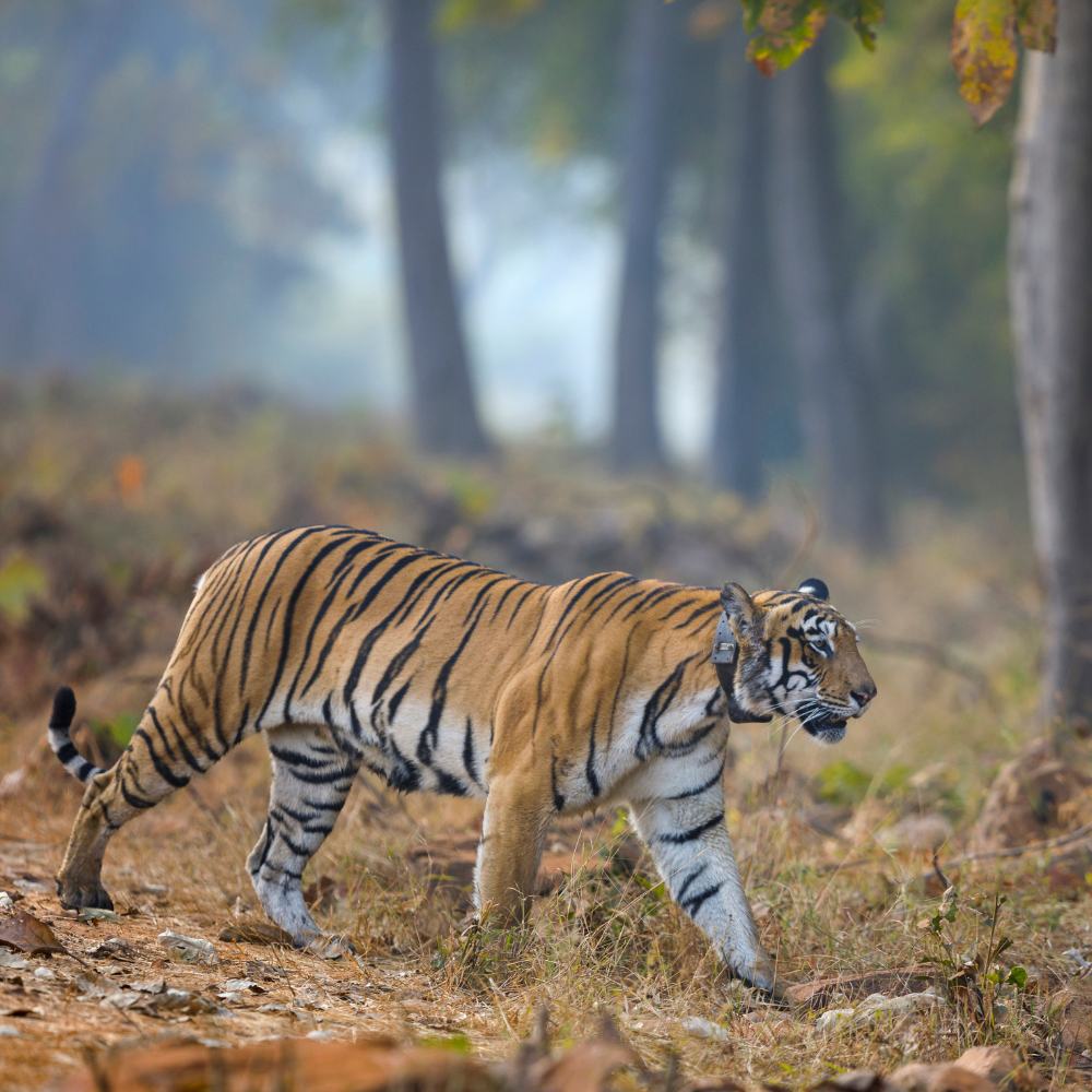 Tadoba Andhari Tiger Reserve, Maharashtra