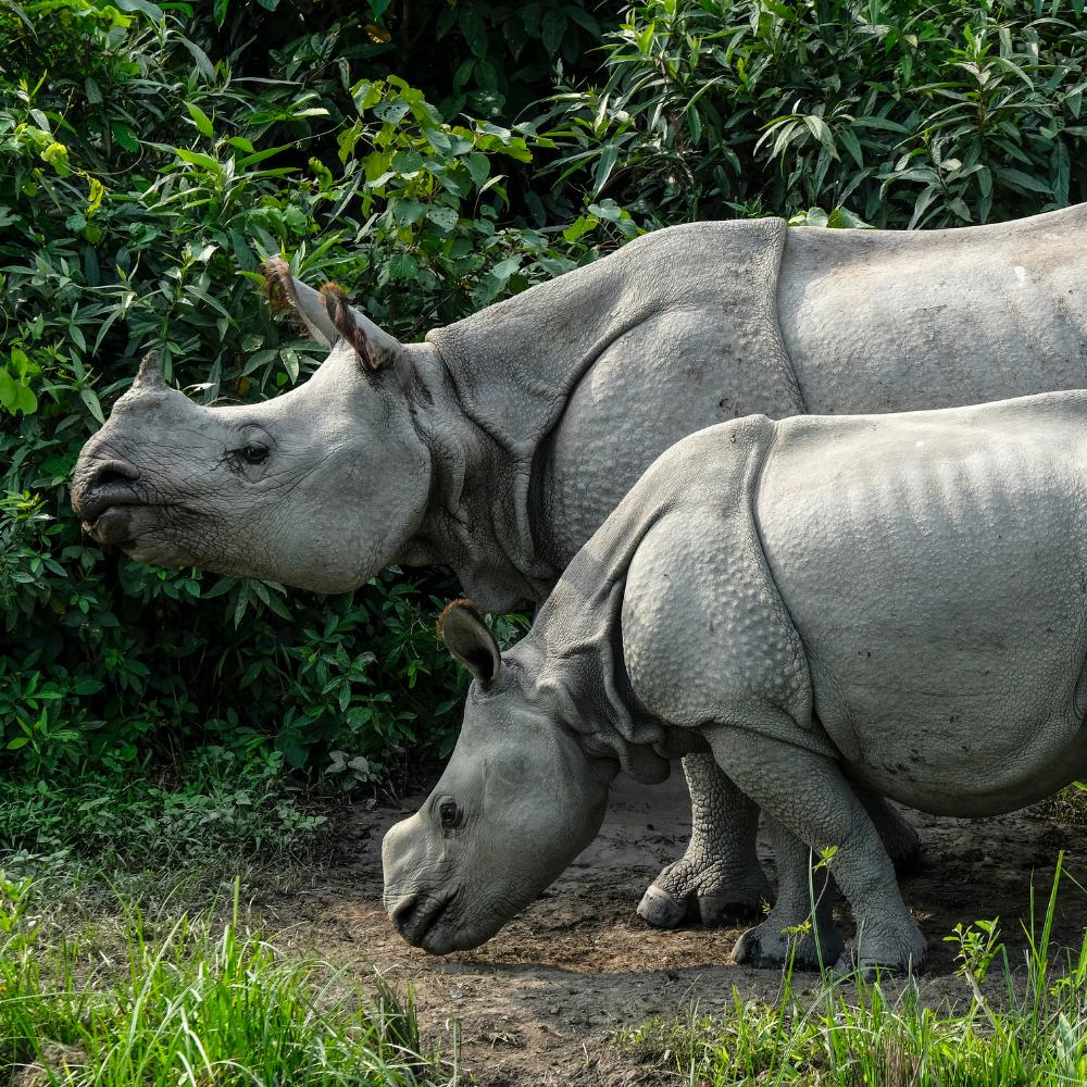 Kaziranga National Park, Assam