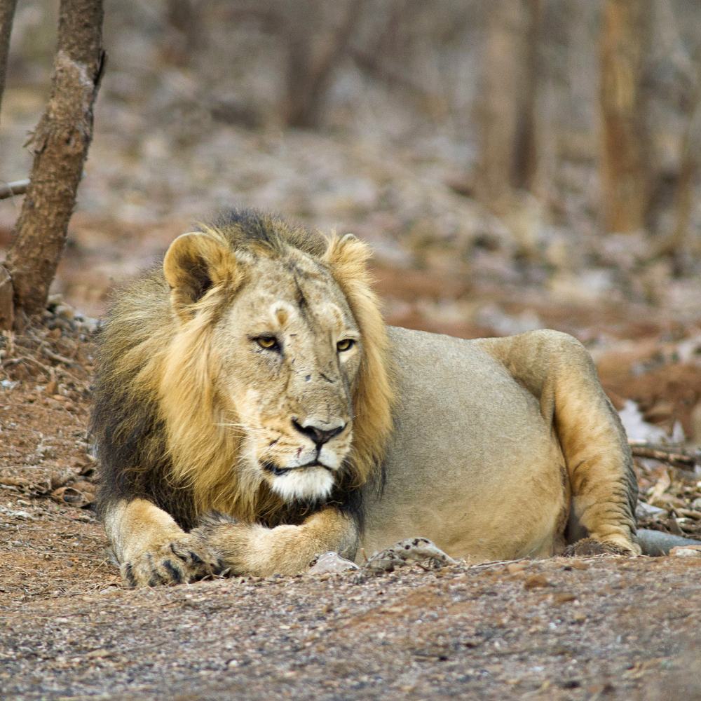 Gir National Park, Gujarat