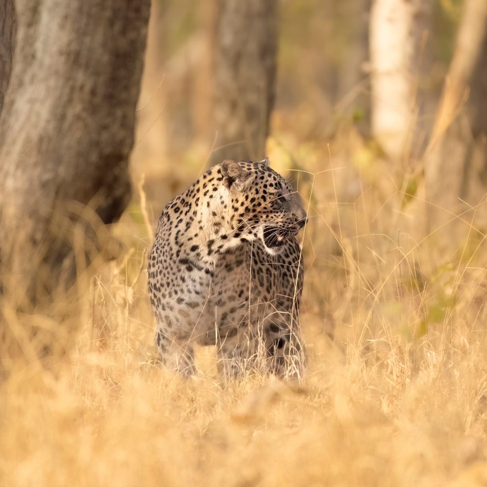 Pench National Park, Madhya Pradesh/Maharashtra