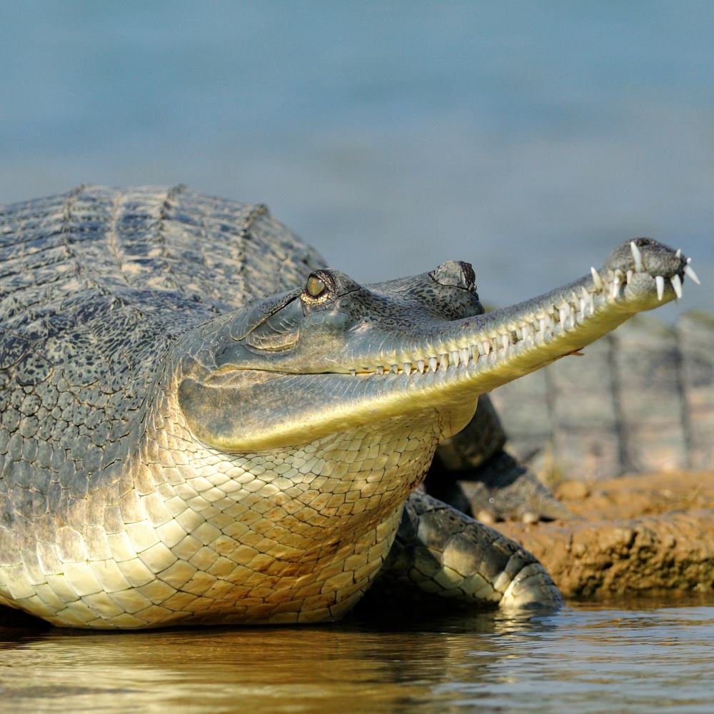 Panna National Park, Madhya Pradesh