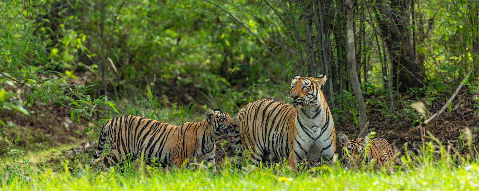 10 Best Wildlife Safaris in India to Experience This Summer