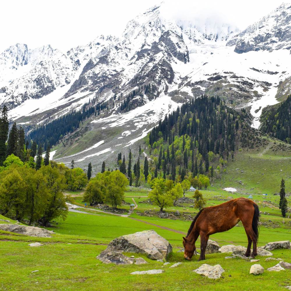Sonamarg — The Meadow of Golden Light 