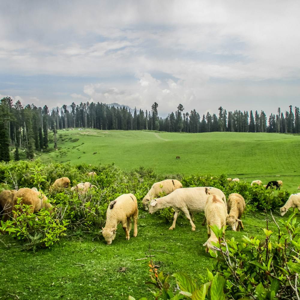 Doodhpathri — The Hidden Gem 