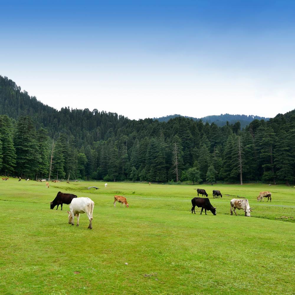 Dalhousie - Old World, Slow Pace 