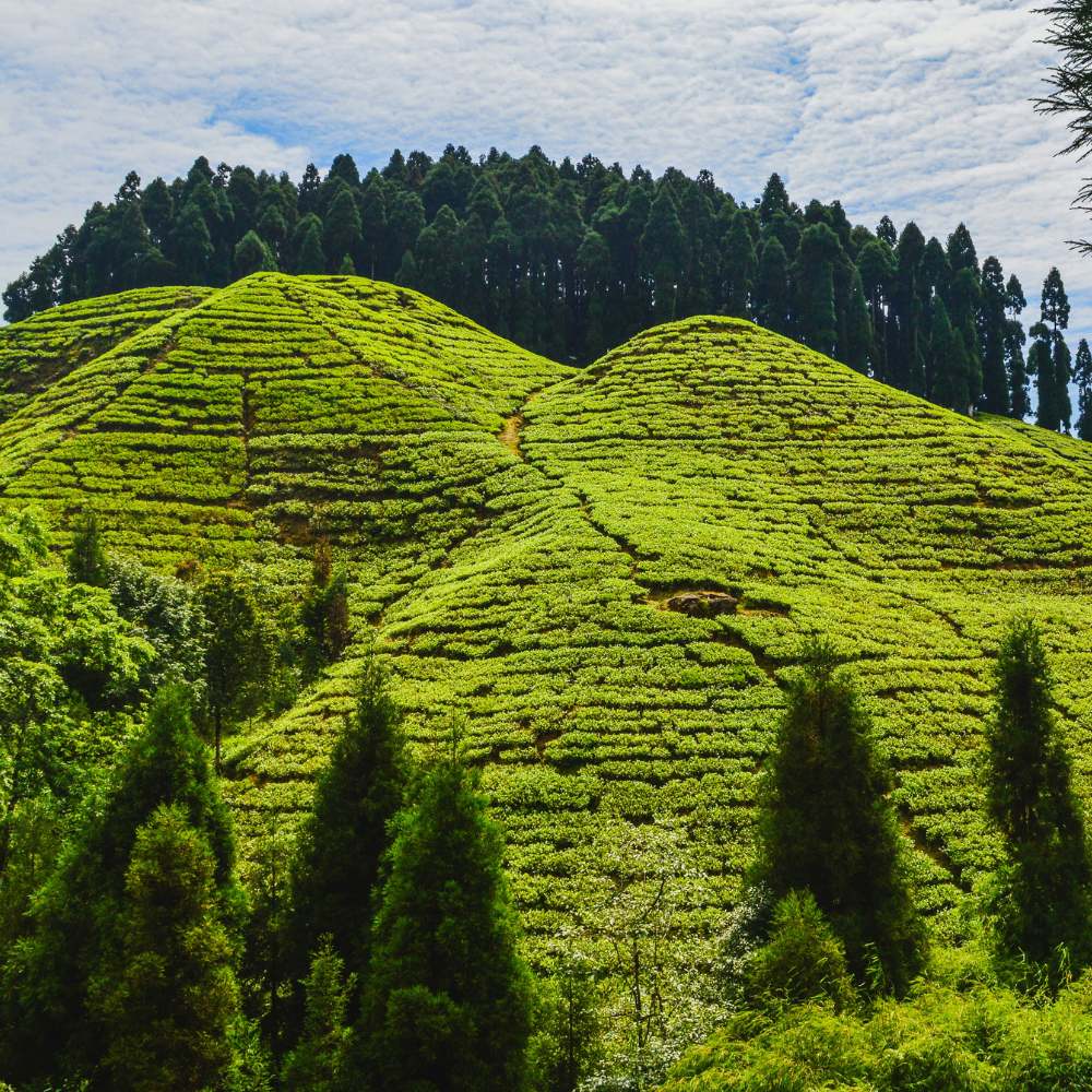 Walk the Happy Valley Tea Estate