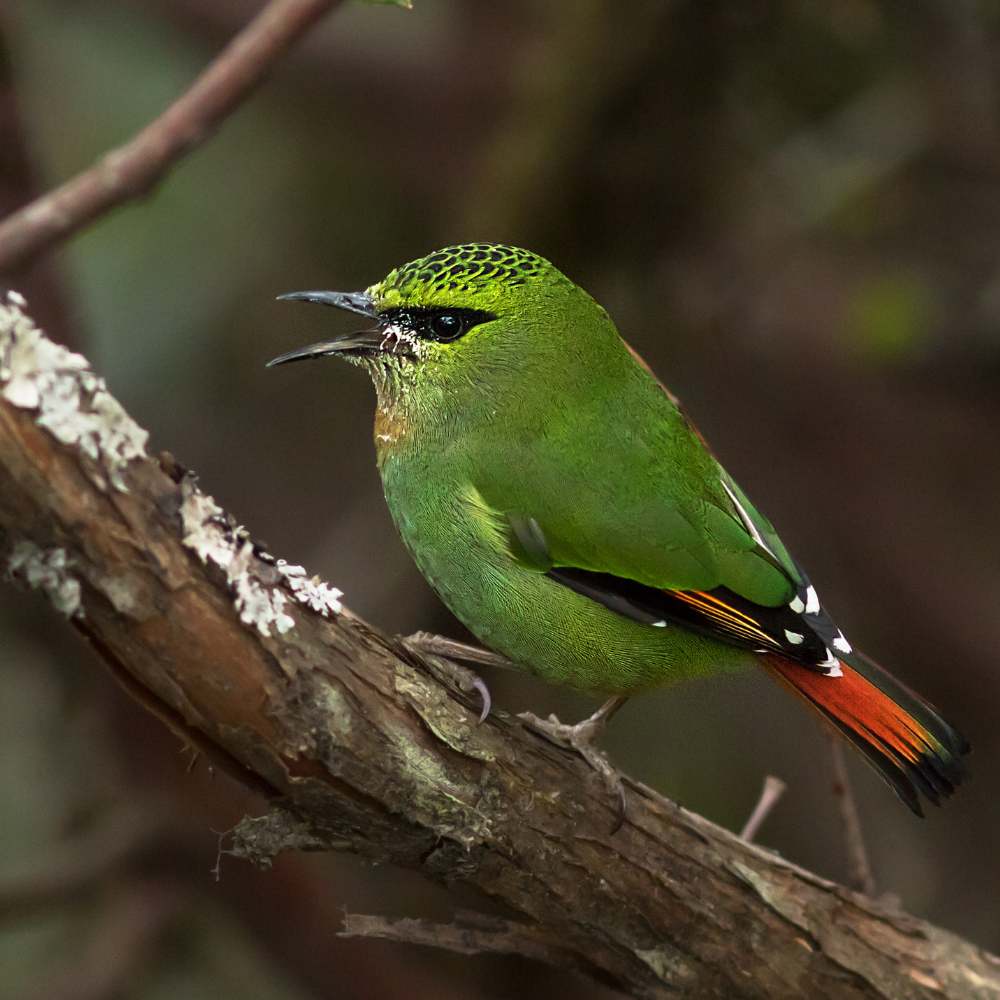 Explore Singalila National Park