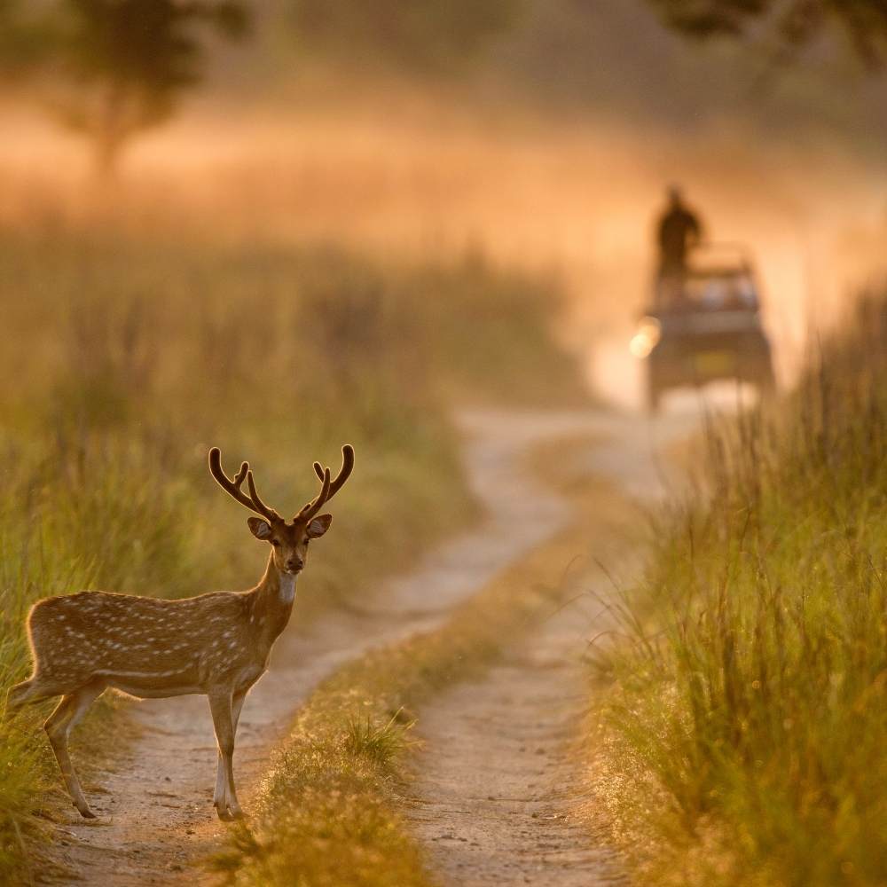 Jim Corbett National Park