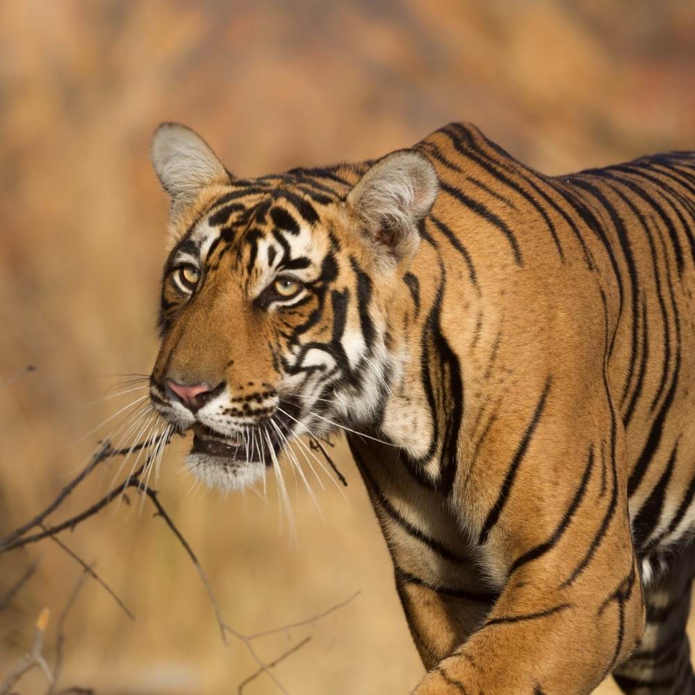 Ranthambore National Park