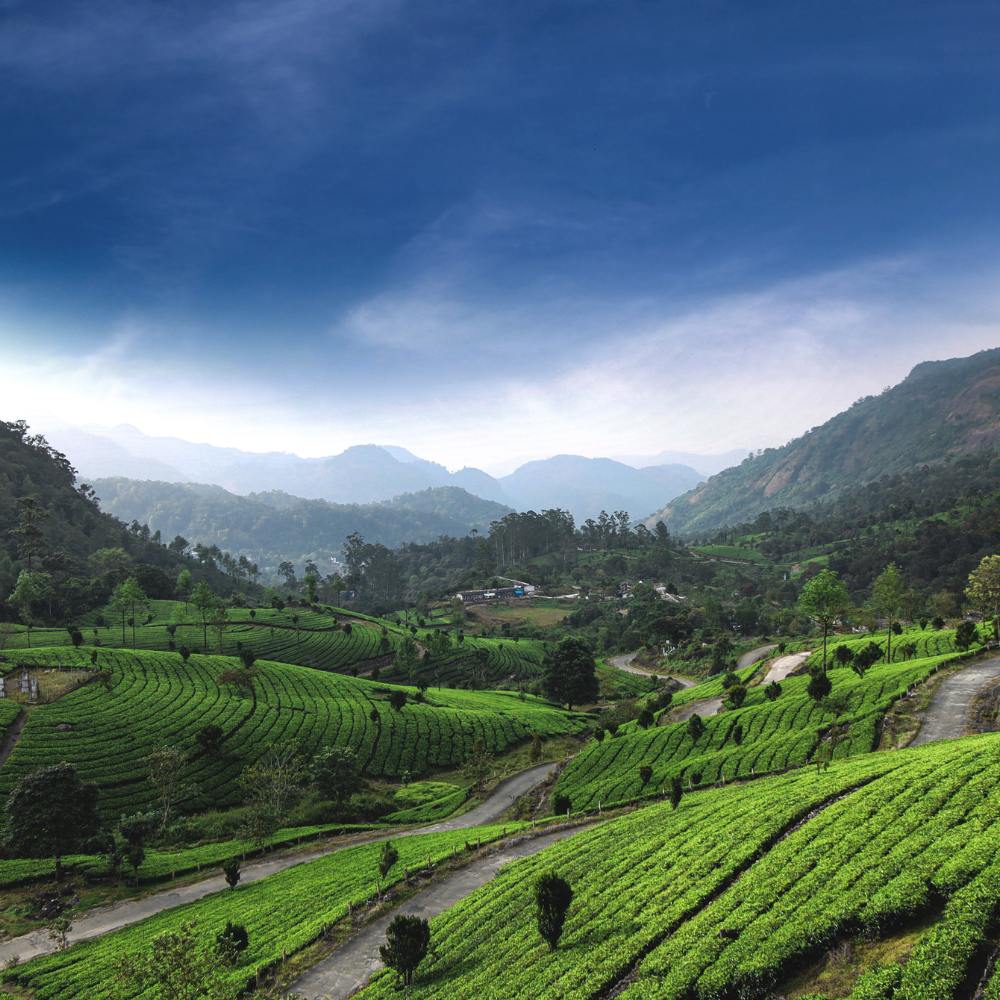 Munnar Tea Estates and Eravikulam National Park
